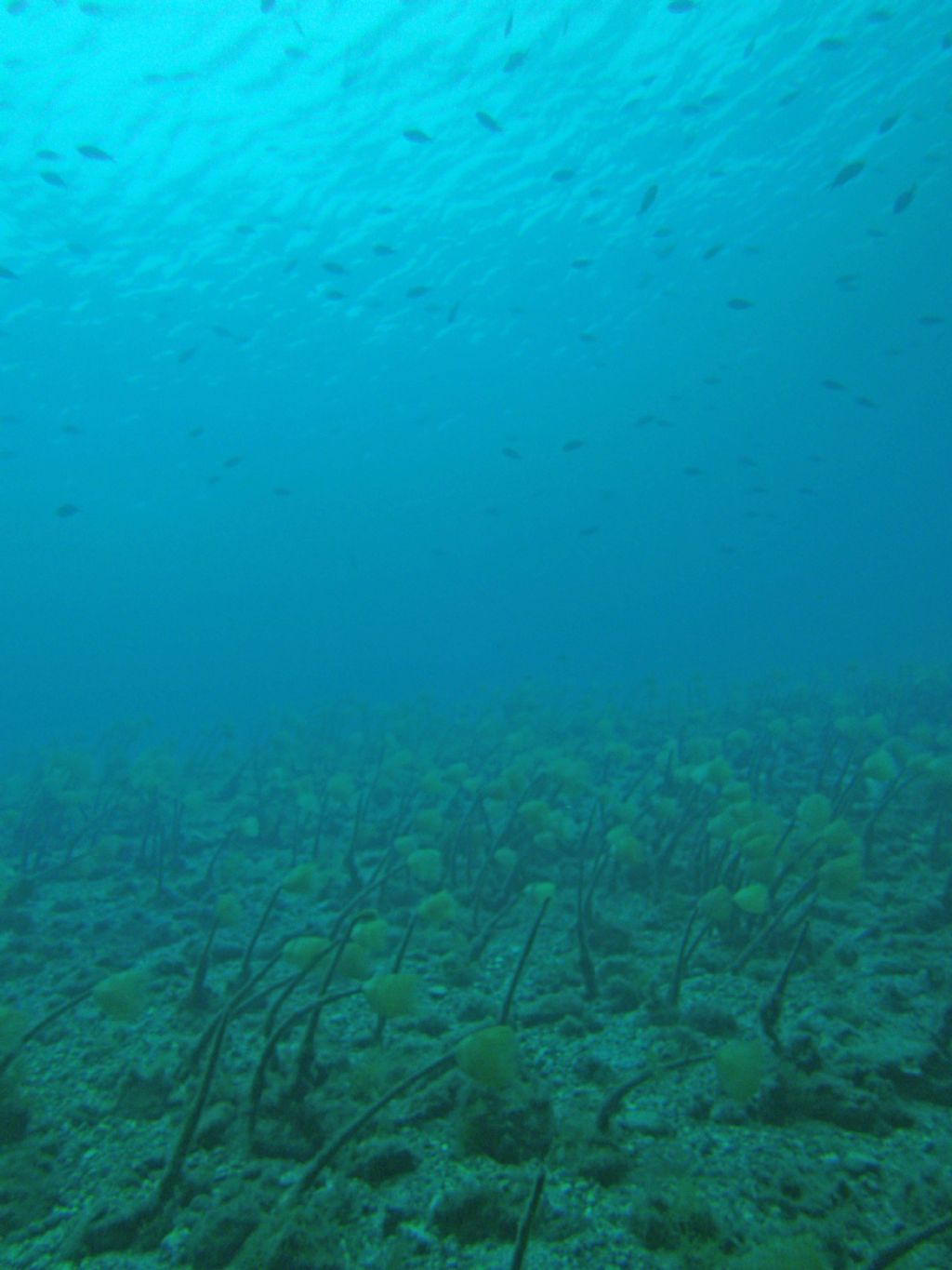 Immersioni nello stretto di Messina